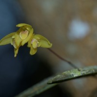 <i>Bulbophyllum petiolare</i>  Thwaites